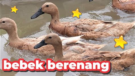 Lagu Potong Bebek Angsa Terbaru Bebek Berenang Beneran Ducks Swimming