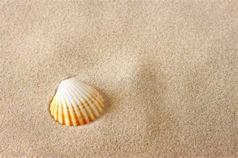 Single Sea Shell On Sand At The Beach Stock Photo Image Of Copyspace