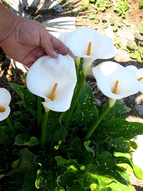 Zantedeschia Aethiopica ‘hercules Brians Botanicals