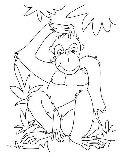 Chimpanzee Coloring Pages Coloring Home