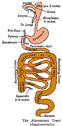 Name a part of the body and brainstorm what students can do with it, create a challenge and have a competition, e.g. The Human Body and Anatomy Vocabulary - Learn English ...