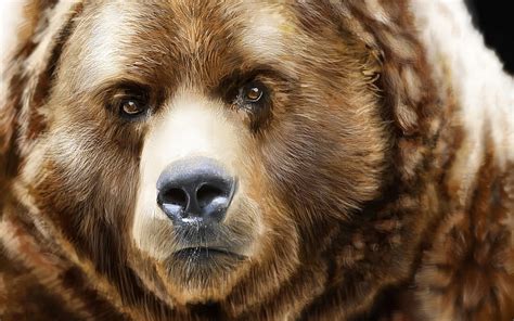 Bearish Grizzly Bear Face Close Up Grizzly Face Bears Animals