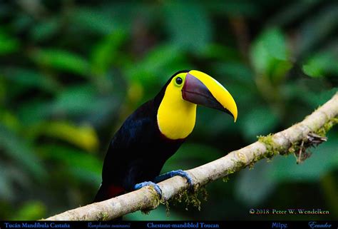 Chestnut Mandibled Toucan Ramphastos Swainsonii At The Mil Flickr