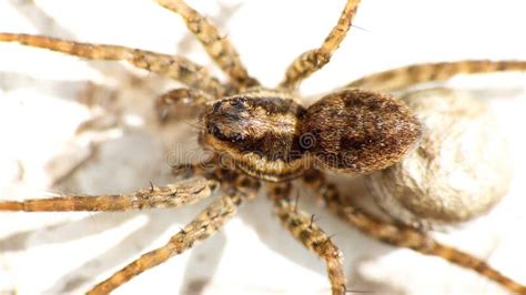 Wolf Spider With An Egg Sack Stock Photo Image Of Village Cotacachi