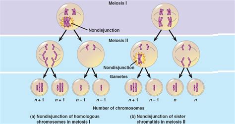 Meiosis Ib Bio 1