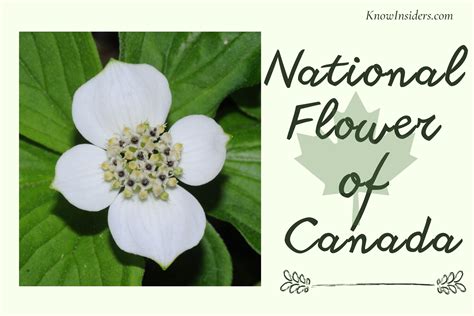 What Are The National Flowers Of Uk Knowinsiders