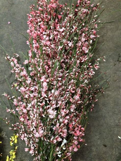 We did not find results for: Pink Genista...Sold in bunches of 20 stems from the ...