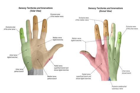 R165 Detailed Hand Anatomy By Isabella Wu Md Mph