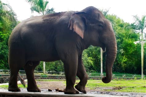 Bagi kamu yang ingin liburan ke kebun binatang ragunan jakarta, berikut ini daftar harga tiket masuk, harga wahana, jam operasional dan juga protokol kesehatan. Situs Budaya Indonesia | Pariwisata, Seni, Tradisi & Kuliner