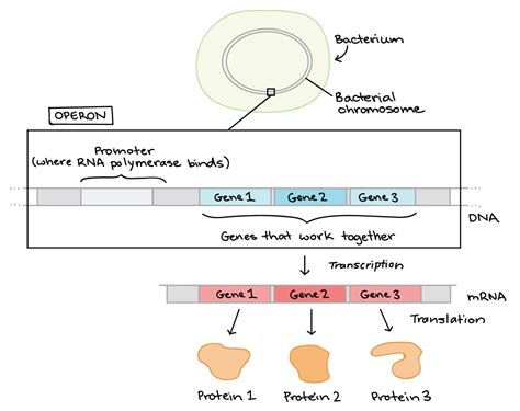 The Operon Model Of The Regulation Of Gene Expression In Bacteria Was