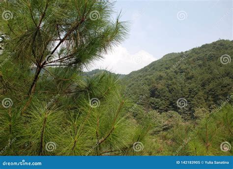 Pine Tree Needle Leaves In Mountains Close Up Look On A Sunny Day