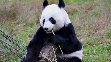 Final Chance To See Edinburgh Zoos Giant Pandas Before China Return