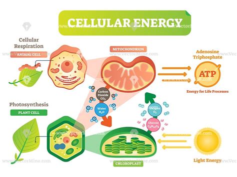 Animal And Plant Cell Energy Cycle Vector Illustration Diagram Plant