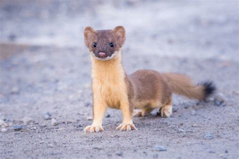 Weasel Animal Stock Photos Pictures And Royalty Free Images Istock