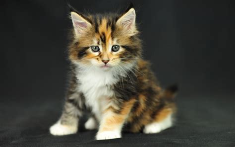 Maine Coon Cat Personality Characteristics And Pictures