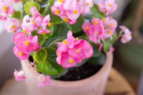 Flowering Begonias Plant Care And Growing Guide