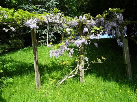 Jeans Wisteria In Full Bloom Looks And Smells Glorious D Flickr