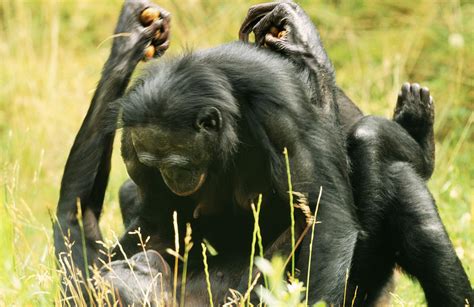 Bonobo Mating