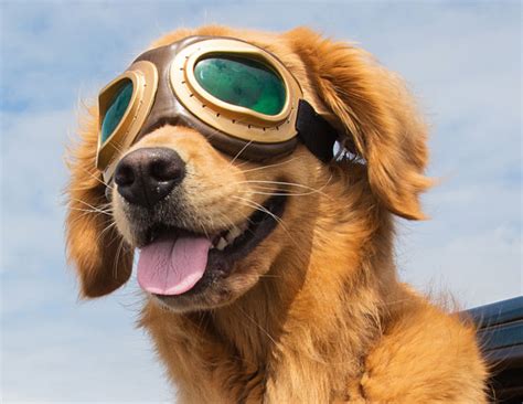 Dog Eye Health Are Dogs Really Color Blind Petfirst Blog