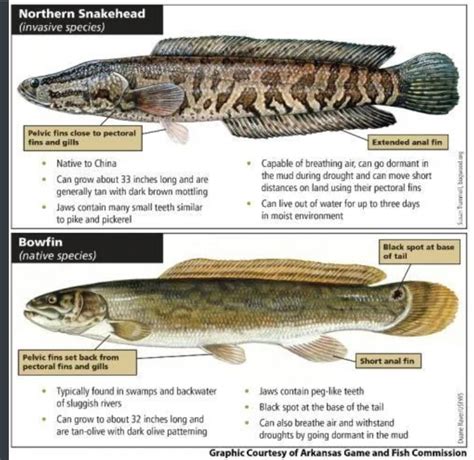 Invasive Northern Snakehead Fish Found In Missouri A Second Time