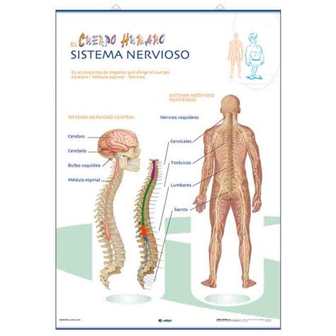 Anatom A La Musculatura Sistema Nervioso