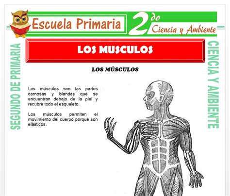 Sistema Muscular Para Tercero De Primaria Fichas De Trabajo Kulturaupice