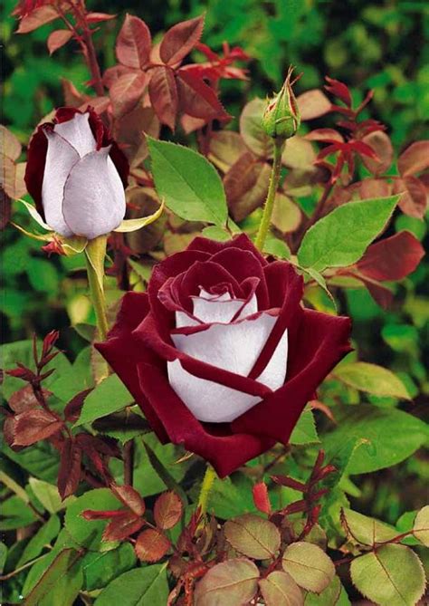 30 Osiria Rose Hybrid Rare Rose Seeds Fresh Exotic Blood Red Etsy