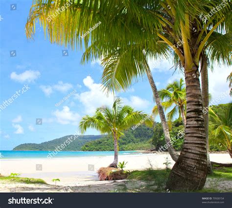 Sunny Tropical Beach Under Blue Sky Stock Photo 79500154