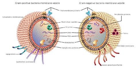 General Structure Of Gram Positive And Gram Negative Bacterial