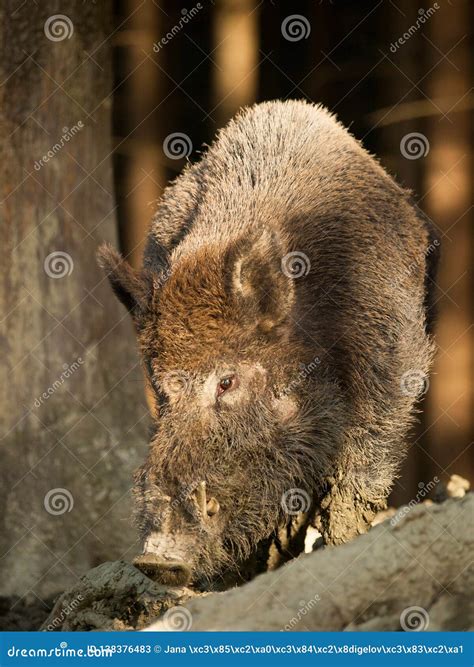 Euroasian Wild Pig Young Adult Sus Scrofa In Autumn Forest Stock