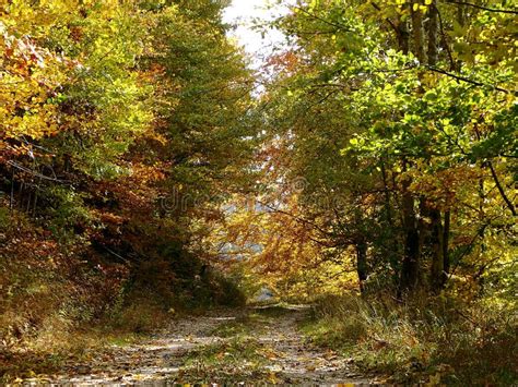 Forest Stone Path Stock Photo Image Of Road Colorful 102212420