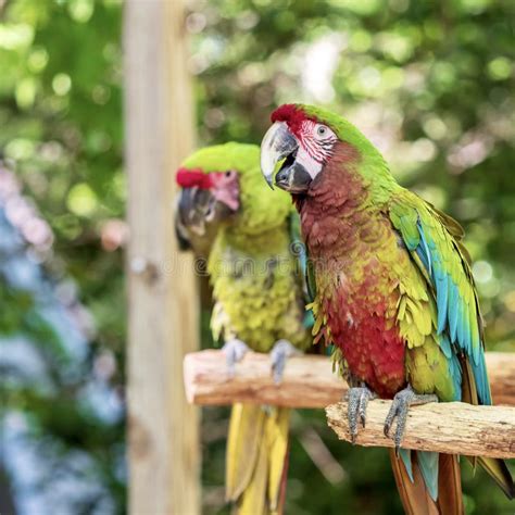 Tropical Exotic Talking Macaw Parrot Bird Wildlife Animal