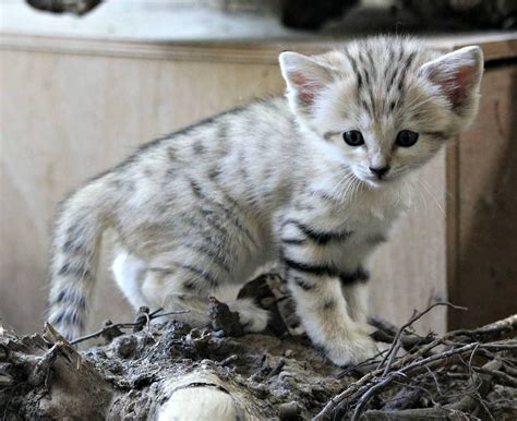 Sand Cat Trio Born At Czech Republics Zoo Brno Baby Animals Pictures