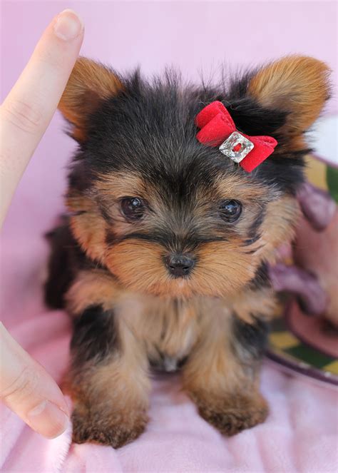 Gorgeous Teacup Pomeranian Puppies For Sale Teacups Puppies And Boutique