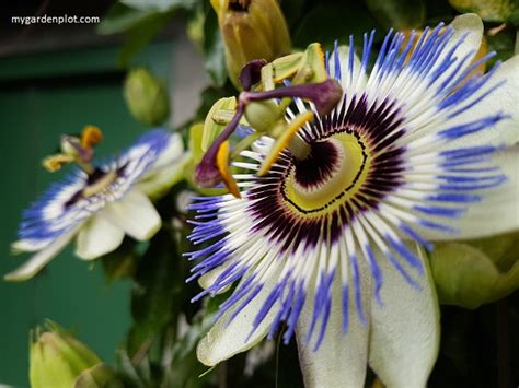 How To Grow Blue Passion Flower Passiflora Caerulea Vine Care Tips