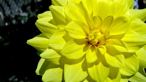 Yellow Dahlia Flower In Bloom Close Up Photography · Free Stock Photo