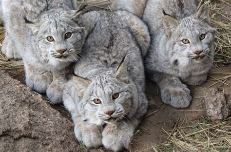 Lynxes As Pets Everything You Need To Know Exoticpetshq