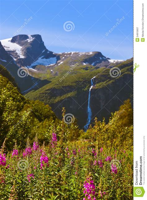 Meadow Near Briksdal Glacier Norway Stock Image Image Of
