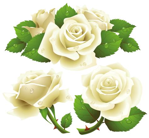 Free White Rose Transparent Background Download Free White Rose