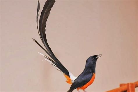 Burung murai batu atau kucica hutan memiliki nama latin copsychus malabaricus merupakan jenis burung pemakan serangga yang tersebar di seluruh pulau sumatra, semenanjung malaya, kalimantan dan jawa. Gambar Kartun Burung Murai - Gambar Kartun