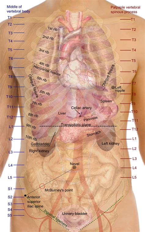 Surface Projections Of The Major Organs Of The Trunk Using The