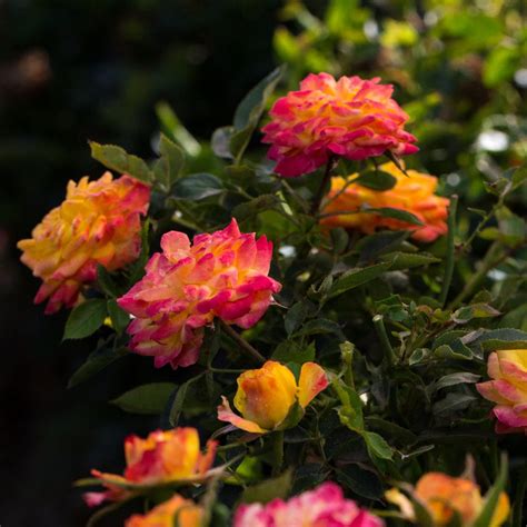 Cottage Farms Direct Roses Rainbow Sunblaze Mini