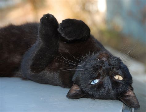 6 Reasons To Adopt A Black Cat