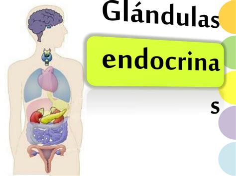Glandulas Endocrinas Histologicamente