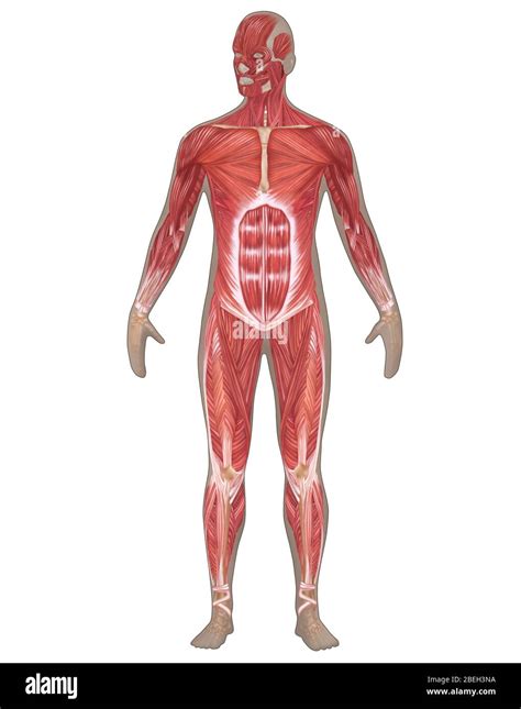 Sistema Muscular Masculino Fotografías E Imágenes De Alta Resolución