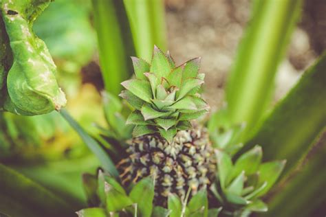 Pineapple In Bloom Stock Photo Download Image Now Istock