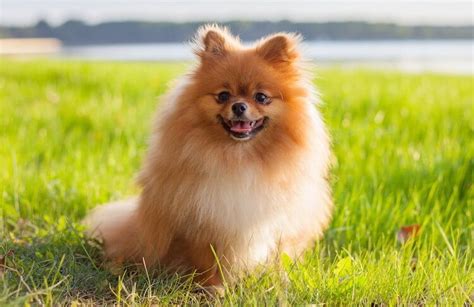 Pomeranian 10 Beautiful Reasons We Love Pom Poms All Things Dogs