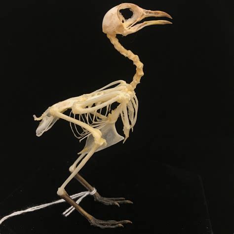 Cute Barred Buttonquail Real Bird Skeleton 6 Available At Natur