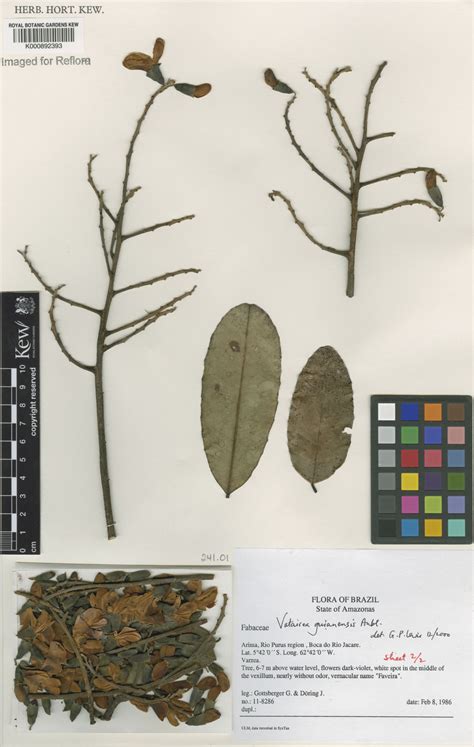 Vatairea Guianensis Aubl Plants Of The World Online Kew Science
