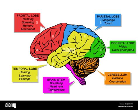 Human Brain S Functions Stock Photo Alamy